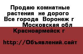 Продаю комнатные растения  не дорого - Все города, Воронеж г.  »    . Московская обл.,Красноармейск г.